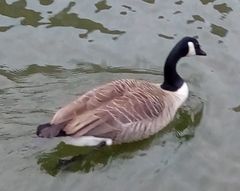 Branta canadensis