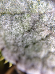 Brachyglottis haastii