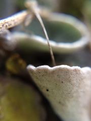 Brachyglottis haastii