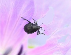 Zacladus geranii