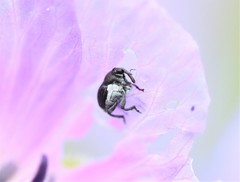 Zacladus geranii