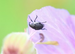 Zacladus geranii