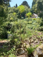 Euphorbia mellifera