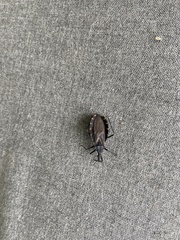 Triatoma gerstaeckeri