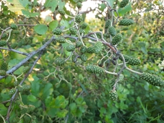 Alnus glutinosa