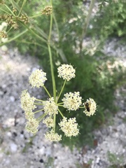 Cnidium cnidiifolium