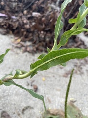 Lactuca
