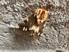 Citheronia splendens