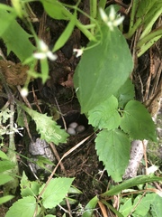 Junco