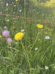 Hypochaeris maculata