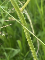 Hypochaeris maculata