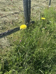 Hypochaeris maculata