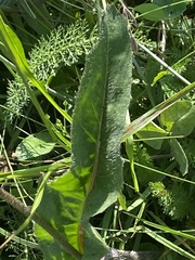 Hypochaeris maculata