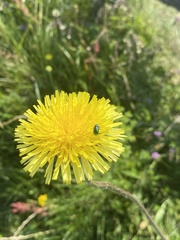 Hypochaeris maculata