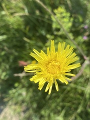 Hypochaeris maculata