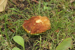 Phylloporus pelletieri