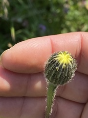 Hypochaeris maculata