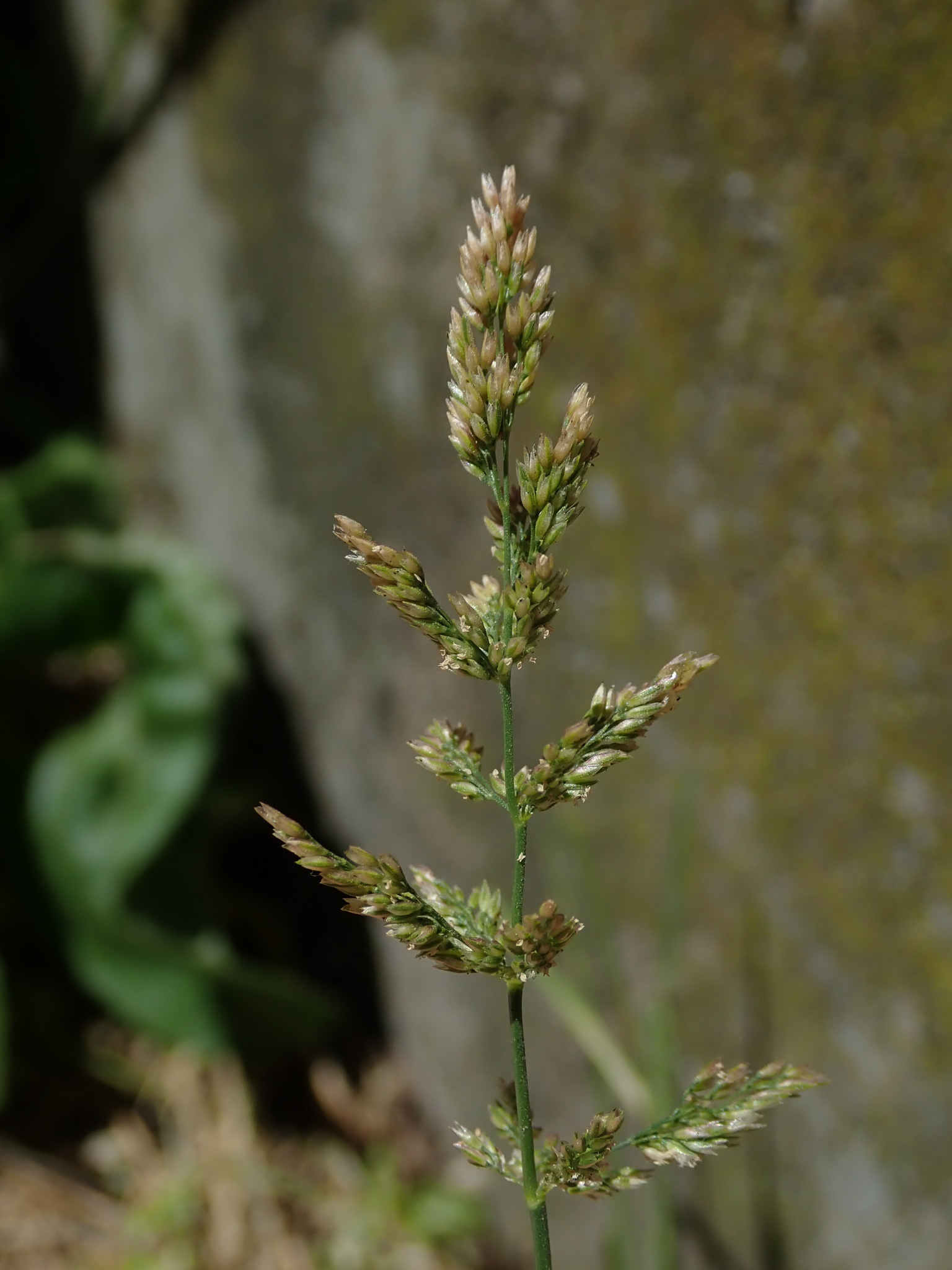 (c) Daniel Cahen, certains droits réservés (CC BY) https://www.inaturalist.org/observations/87310835
