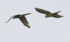 Primolius auricollis