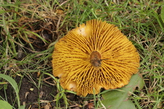 Phylloporus pelletieri