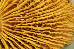 Phylloporus pelletieri