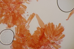 Phylloporus pelletieri