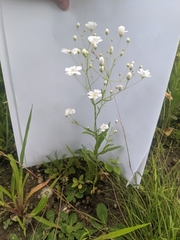 Gypsophila elegans