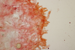 Phylloporus pelletieri