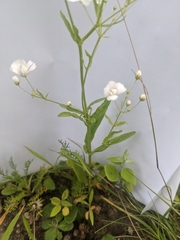 Gypsophila elegans