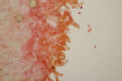 Phylloporus pelletieri