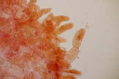 Phylloporus pelletieri