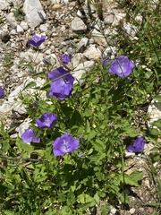 Campanula carpatica