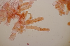 Phylloporus pelletieri