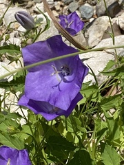 Campanula carpatica
