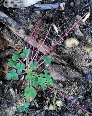 Oxalis imbricata