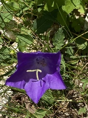 Campanula carpatica