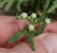 Parthenium confertum