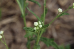 Parthenium confertum