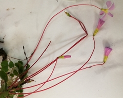 Oxalis imbricata