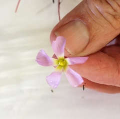 Oxalis imbricata