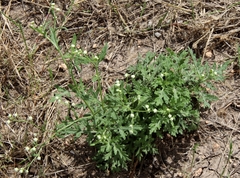Parthenium confertum