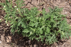 Parthenium confertum