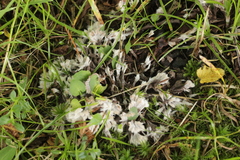 Thelephora penicillata