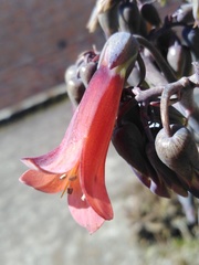 Kalanchoe × houghtonii