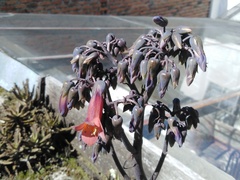 Kalanchoe × houghtonii