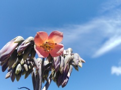 Kalanchoe × houghtonii