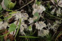 Thelephora penicillata