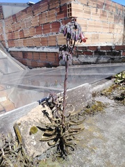 Kalanchoe × houghtonii