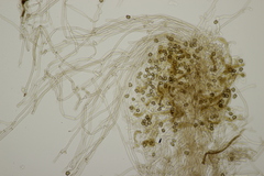 Thelephora penicillata