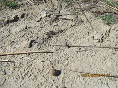 Neocicindela tuberculata